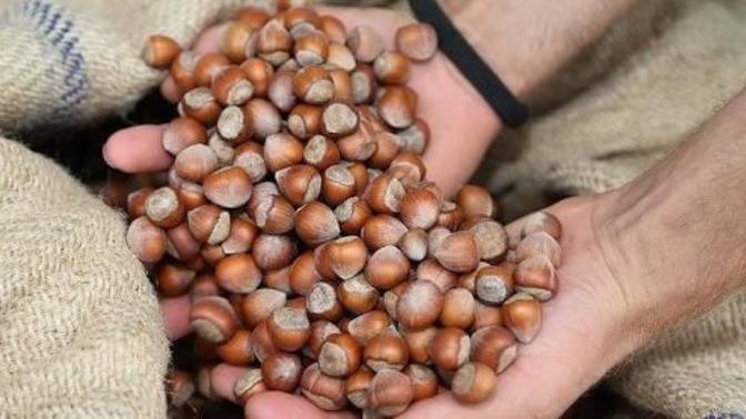 Fındığın Raflara Gelene Kadar Olan Süreci Nelerdir?