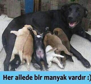 Komiklikte Yarışan Akıllara Zarar Capsler!