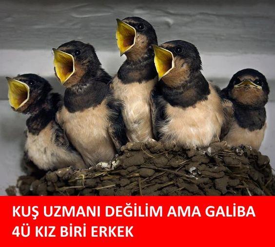 Komiklikte Yarışan Akıllara Zarar Capsler!