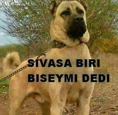 KizlarSoruyor Fenomenlerinin Toplantıda Ortaya Çıkan Tatlı Yönleri!
