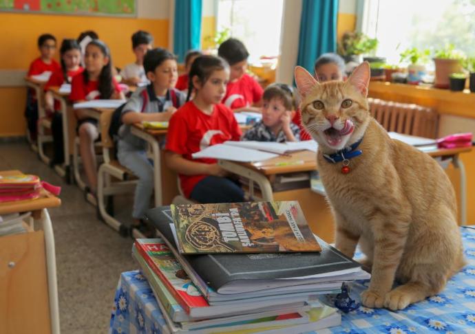 Ünlü Kedi Tombi Kitap Kahramanı Oluyor