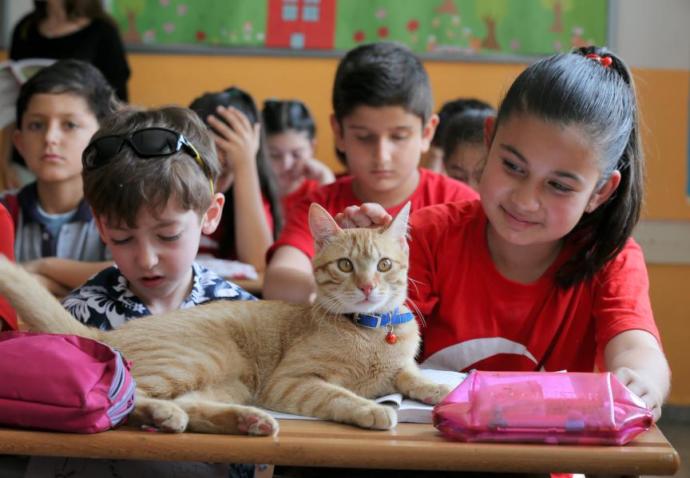 Ünlü Kedi Tombi Kitap Kahramanı Oluyor