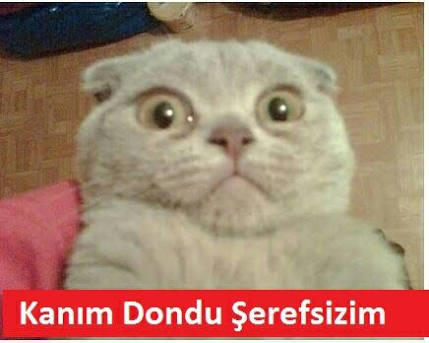 KizlarSoruyor'daki Mavililer, Pembeli Üyelere Nasıl Yürür?