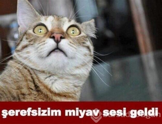 Bitkisel Yağların Birbirinden Muhteşem Etkisi Olduğunu Kanıtlayan Kullanım Alanları Nelerdir?