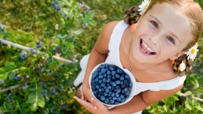 Fundagiller Familyasının Mini Mini Bir Üyesi: Yaban Mersini!
