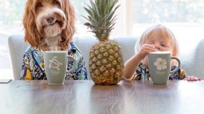"Ya Ben Seni Yerim, Ham Yaparım" Dedirten Dünyanın En Ponçik Köpeği!