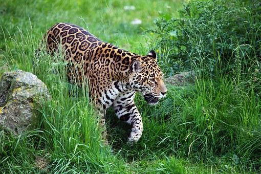 Jaguarların Harika Dünyasını Açığa Çıkaran 6 Madde!