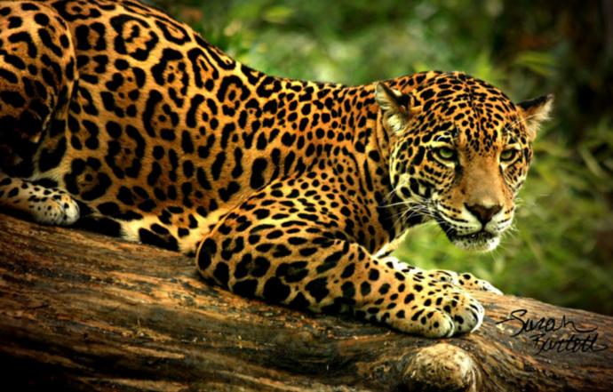 Jaguarların Harika Dünyasını Açığa Çıkaran 6 Madde!
