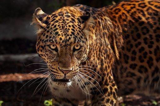 Jaguarların Harika Dünyasını Açığa Çıkaran 6 Madde!