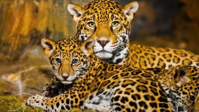 Jaguarların Harika Dünyasını Açığa Çıkaran 6 Madde!