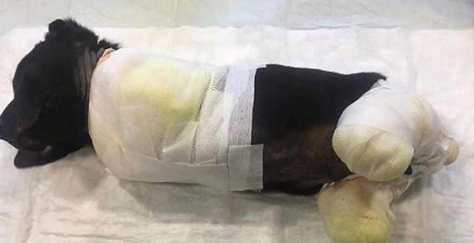 Kuyruğu ve Bacakları Kesilen Yavru Köpek Hakkında Kan Donduran İhtimal! Kesilen Bacaklar Kara Büyü İçin mi Kesildi?