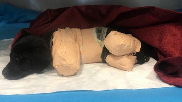 Kuyruğu ve Bacakları Kesilen Yavru Köpek Hakkında Kan Donduran İhtimal! Kesilen Bacaklar Kara Büyü İçin mi Kesildi?
