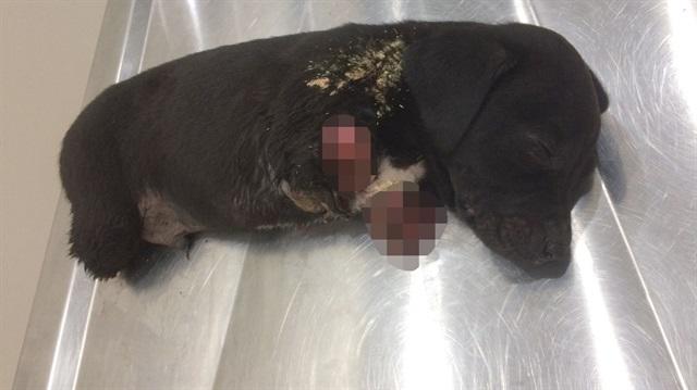 Kuyruğu ve Bacakları Kesilen Yavru Köpek Hakkında Kan Donduran İhtimal! Kesilen Bacaklar Kara Büyü İçin mi Kesildi?