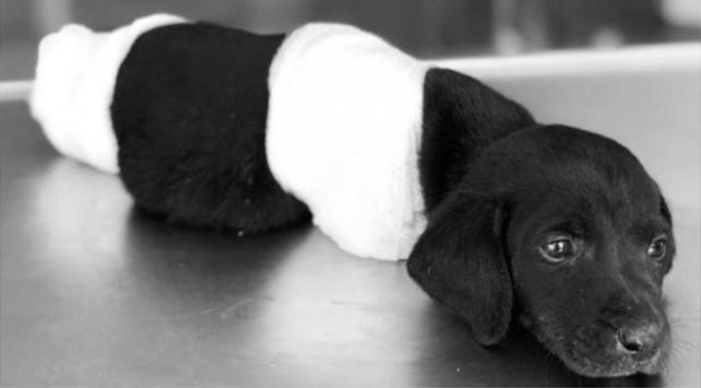 Kuyruğu ve Bacakları Kesilen Yavru Köpek Hakkında Kan Donduran İhtimal! Kesilen Bacaklar Kara Büyü İçin mi Kesildi?