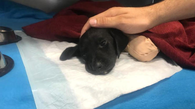 Kuyruğu ve Bacakları Kesilen Yavru Köpek Hakkında Kan Donduran İhtimal! Kesilen Bacaklar Kara Büyü İçin mi Kesildi?