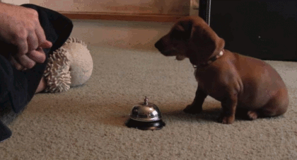 Şimdi köpek diye tepki göstermeyin, beyin ödüle alıştıkça vazgeçemiyor.