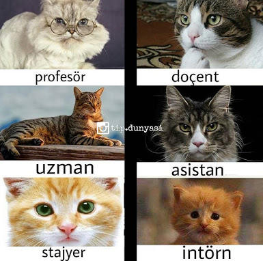 Tıp Okumanın Evreleri Nelerdir?