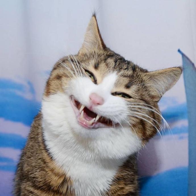 O Bir Sevimlilik Abidesi Engelli Kedi Rexi İle Tanışın KizlarSoruyor