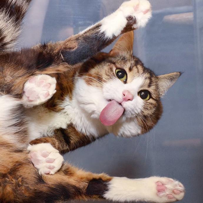 O Bir Sevimlilik Abidesi: Engelli Kedi Rexi İle Tanışın