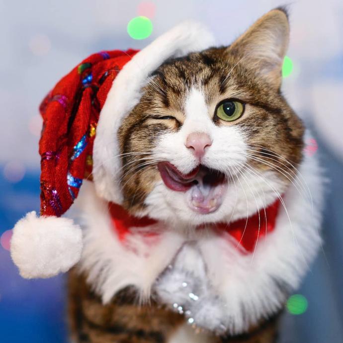 O Bir Sevimlilik Abidesi: Engelli Kedi Rexi İle Tanışın