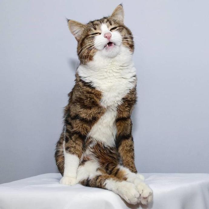 O Bir Sevimlilik Abidesi: Engelli Kedi Rexi İle Tanışın