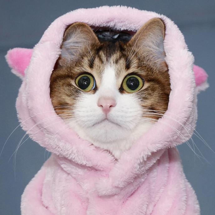O Bir Sevimlilik Abidesi: Engelli Kedi Rexi İle Tanışın