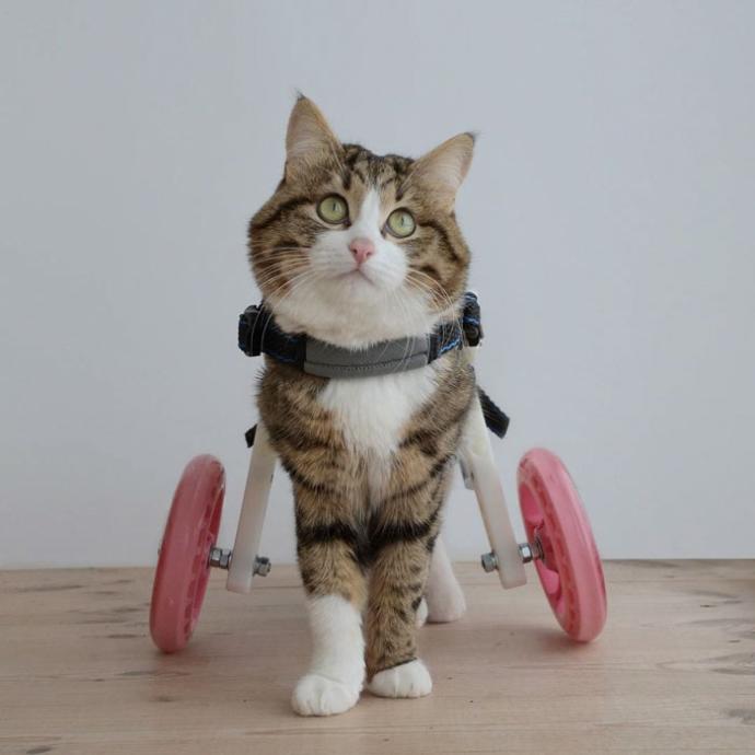 O Bir Sevimlilik Abidesi: Engelli Kedi Rexi İle Tanışın