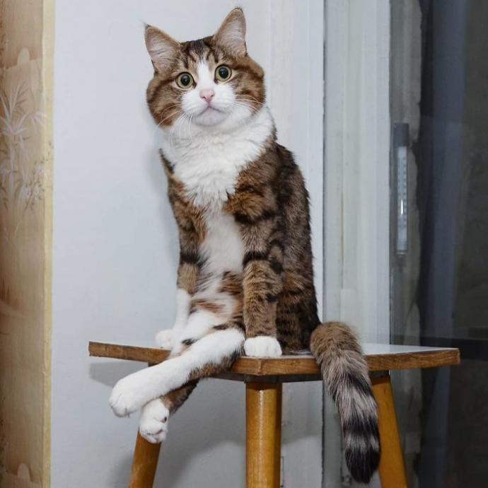 O Bir Sevimlilik Abidesi: Engelli Kedi Rexi İle Tanışın
