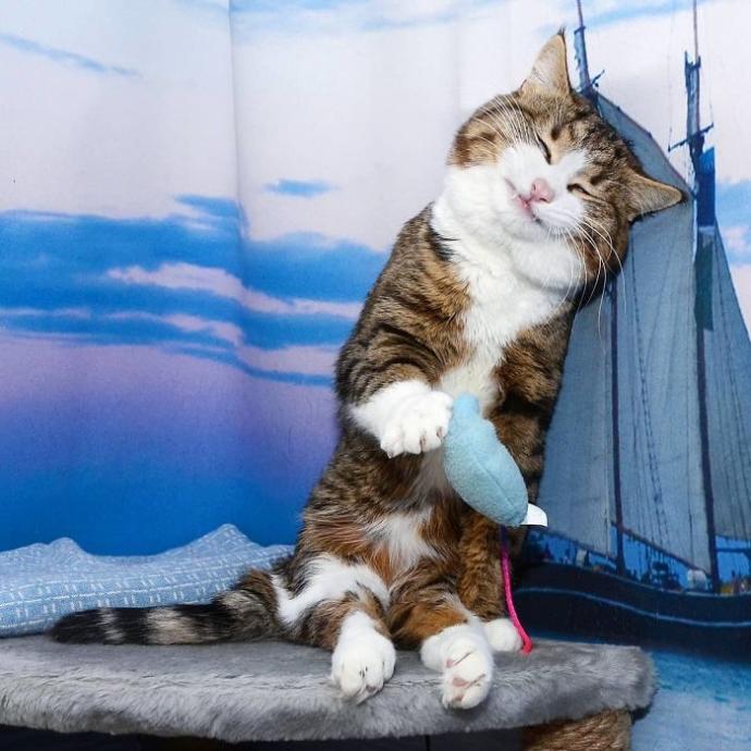O Bir Sevimlilik Abidesi: Engelli Kedi Rexi İle Tanışın