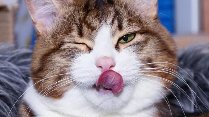 O Bir Sevimlilik Abidesi: Engelli Kedi Rexi İle Tanışın