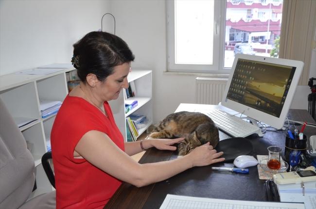Belediyede Pati İzleri: Esenköy Belediyesi Kapılarını Kedilere Açtı! 🐾