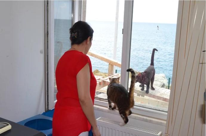 Belediyede Pati İzleri: Esenköy Belediyesi Kapılarını Kedilere Açtı! 🐾