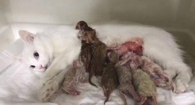 Belediyede Pati İzleri: Esenköy Belediyesi Kapılarını Kedilere Açtı! 🐾