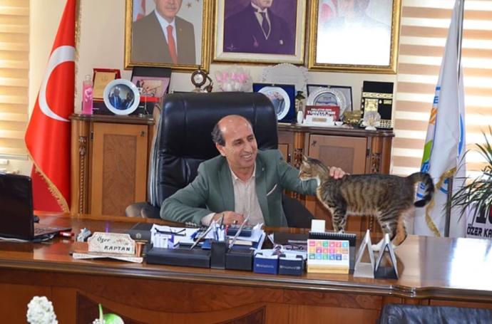 Belediyede Pati İzleri: Esenköy Belediyesi Kapılarını Kedilere Açtı! 🐾