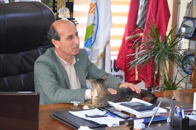 Belediyede Pati İzleri: Esenköy Belediyesi Kapılarını Kedilere Açtı! 🐾