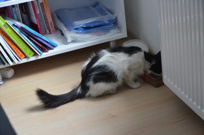 Belediyede Pati İzleri: Esenköy Belediyesi Kapılarını Kedilere Açtı! 🐾