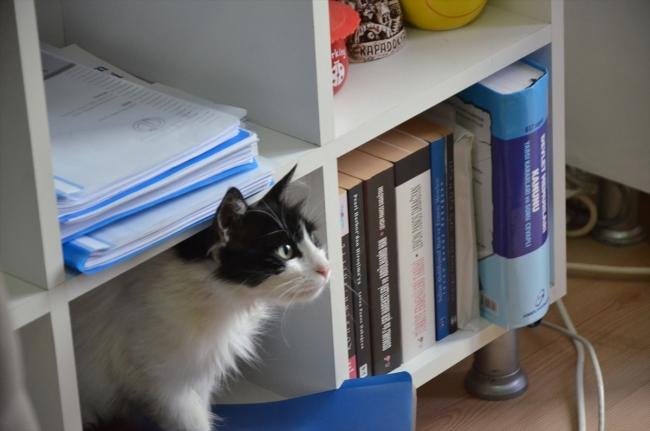 Belediyede Pati İzleri: Esenköy Belediyesi Kapılarını Kedilere Açtı! 🐾