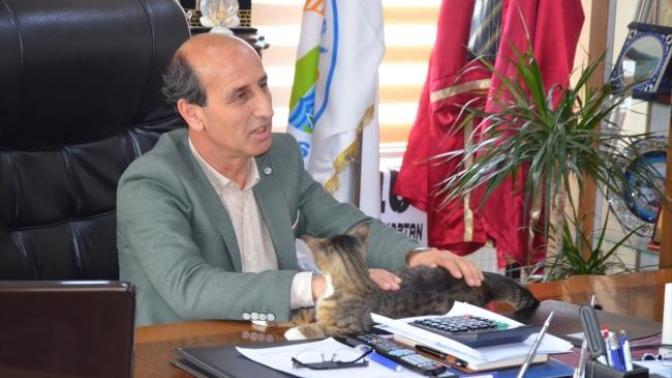 Belediyede Pati İzleri: Esenköy Belediyesi Kapılarını Kedilere Açtı! 🐾
