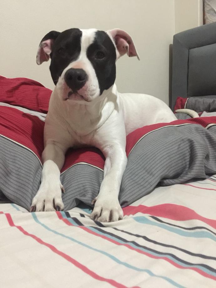 Bu Kez Trollenen Onlar Oldu! İşte Yepyeni Akımdan Nasibini Almış Birbirinden Şaşkın Köpek Doslarımız!