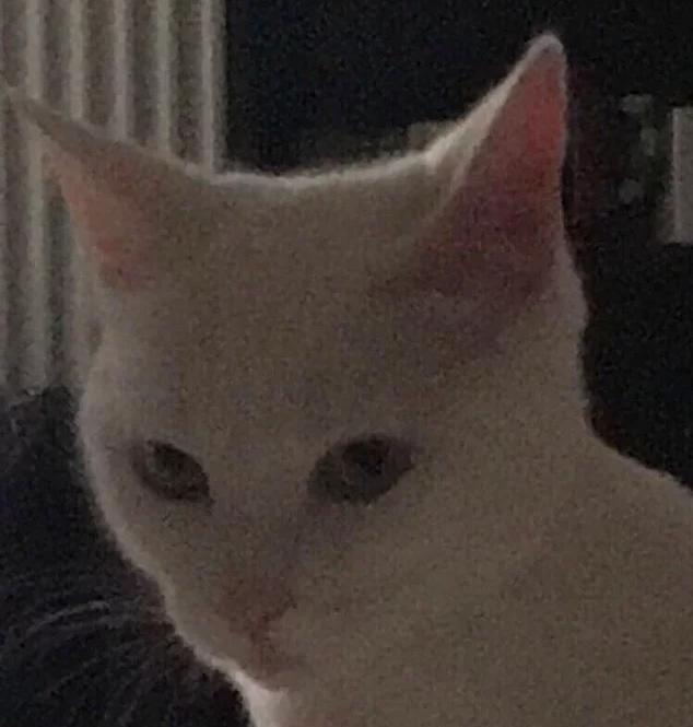 Bu Kez Trollenen Onlar Oldu! İşte Yepyeni Akımdan Nasibini Almış Birbirinden Şaşkın Köpek Doslarımız!