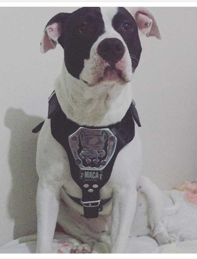Bu Kez Trollenen Onlar Oldu! İşte Yepyeni Akımdan Nasibini Almış Birbirinden Şaşkın Köpek Doslarımız!