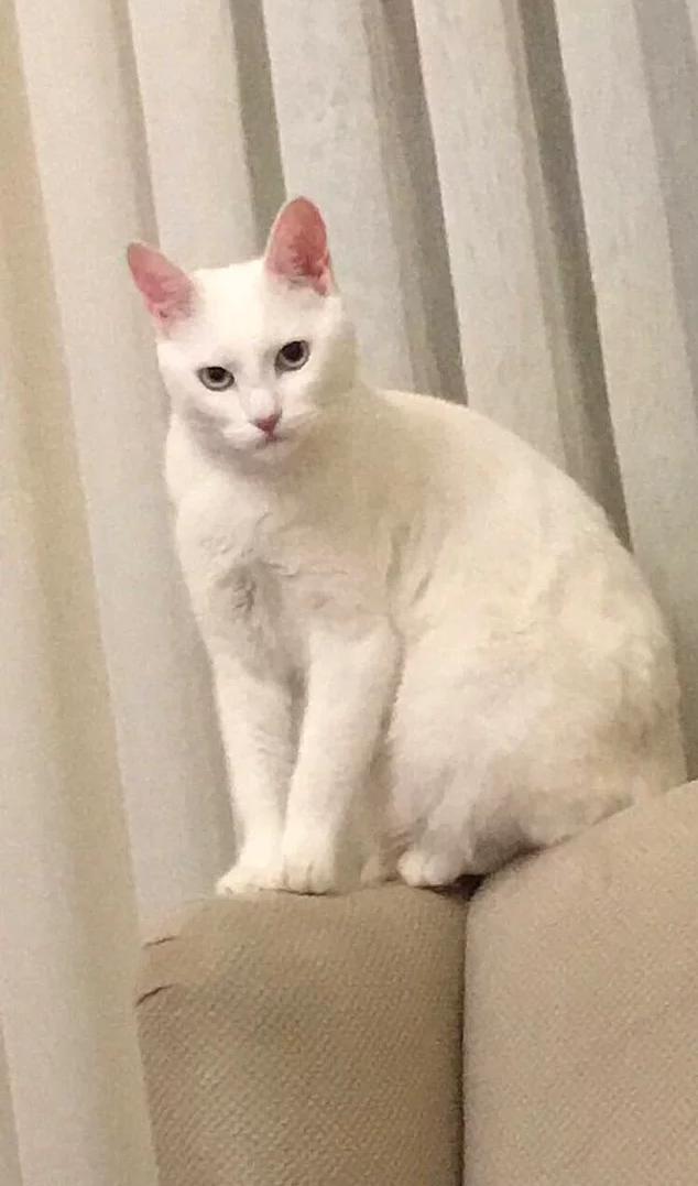 Bu Kez Trollenen Onlar Oldu! İşte Yepyeni Akımdan Nasibini Almış Birbirinden Şaşkın Köpek Doslarımız!