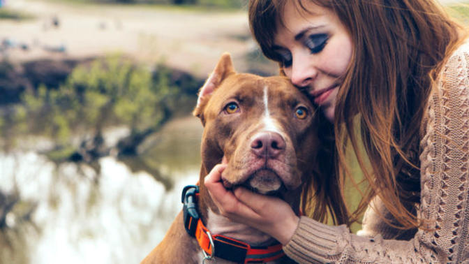 Bu Kez Trollenen Onlar Oldu! İşte Yepyeni Akımdan Nasibini Almış Birbirinden Şaşkın Köpek Doslarımız!