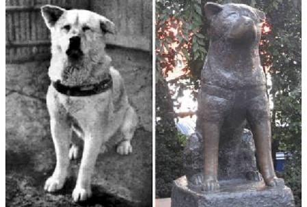 Dostluğun ve Sadakatin Sadece İnsanlara Ait Kavramlar Olmadığını Öğreten Film: Hachi, Bir Köpeğin Hikayesi!