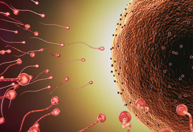 Yumurta ve spermler
