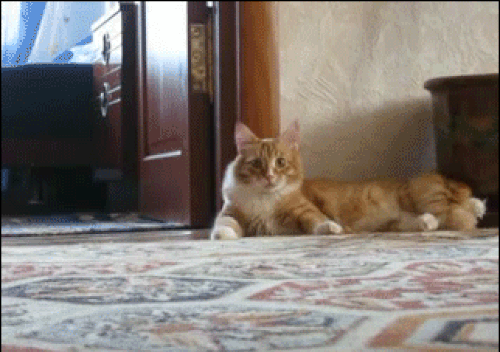 Saç İlhamını Hayvan Aleminden Alan Ünlüler!