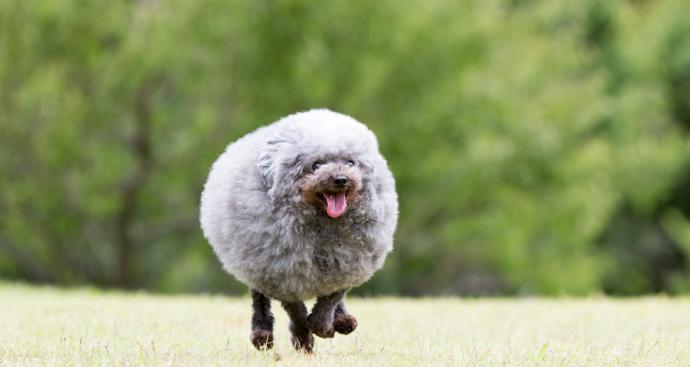 Köpek mi kuzu mu?