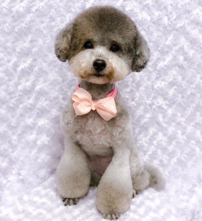 🐶