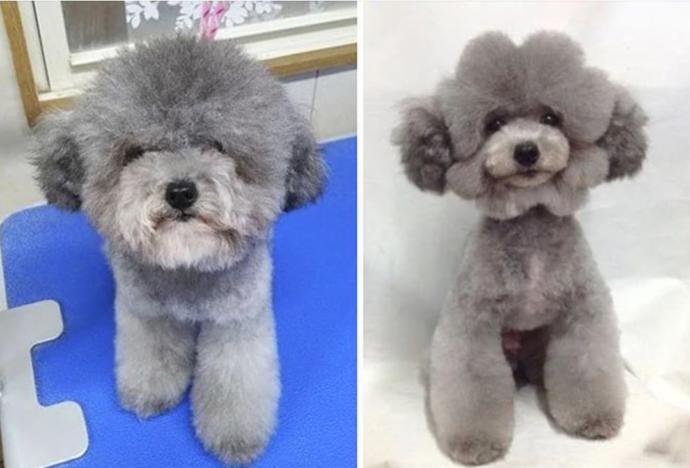 🐶
