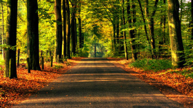 Huzur Bulduğumuz Ormanların Tahrip Edilmesi Nelere Yol Açıyor?